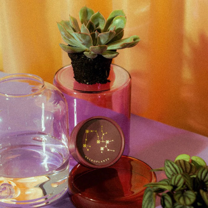 Astroplant - für jedes Sternzeichen
